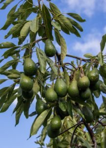 avocados, fruit, tree, branch, harvest, growth, organic, nature, hass avocado, persea americana