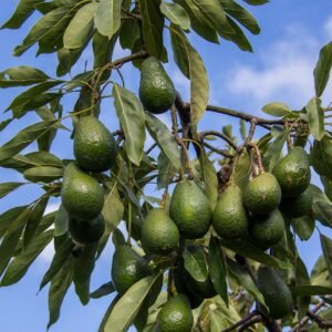 avocados, fruit, tree, branch, harvest, growth, organic, nature, hass avocado, persea americana