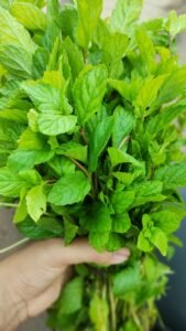 Close-up of a fresh bunch of mint leaves held in hand, showcasing vibrant greenery.