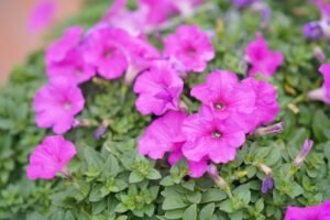 Close-up of vibrant pink petunias in bloom surrounded by lush green leaves, capturing nature's beauty.