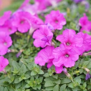 Close-up of vibrant pink petunias in bloom surrounded by lush green leaves, capturing nature's beauty.