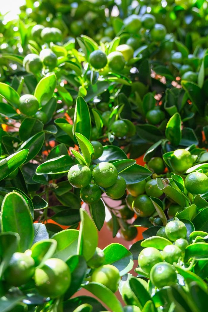Lush green citrus plant leaves and fruits basking in bright sunlight.