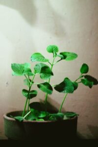 Fresh oregano plant with vibrant green leaves in a clay pot, perfect for indoor gardening.
