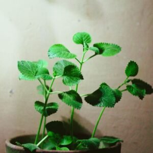 Fresh oregano plant with vibrant green leaves in a clay pot, perfect for indoor gardening.