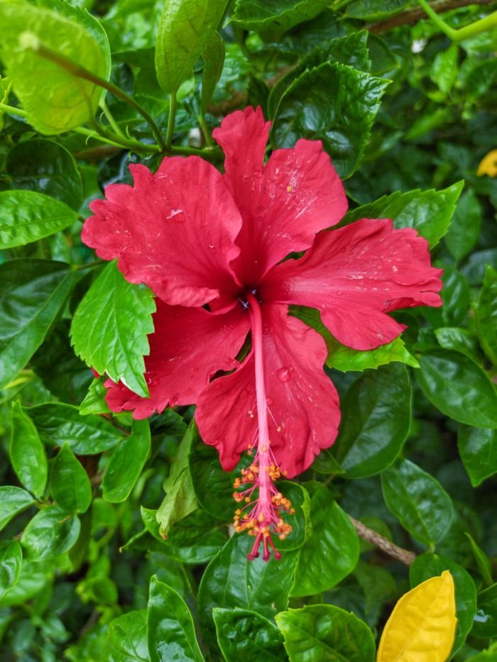 Vibrant red hibiscus flower amid lush green foliage, showcasing natural beauty.