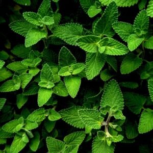 Detailed close-up of vibrant green mint leaves, showcasing intricate leaf patterns.