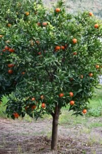 A vibrant orange tree laden with ripe fruits in a sunny Italian orchard during summer.
