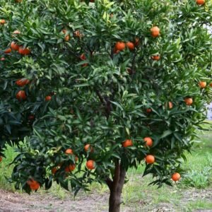 A vibrant orange tree laden with ripe fruits in a sunny Italian orchard during summer.