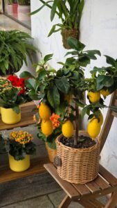 A potted lemon tree with vibrant fruits and colorful flowers on a wooden shelf in Venice, Italy.