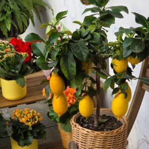 A potted lemon tree with vibrant fruits and colorful flowers on a wooden shelf in Venice, Italy.