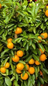Vibrant oranges hanging on a lush green citrus tree, outdoor setting.