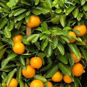 Vibrant oranges hanging on a lush green citrus tree, outdoor setting.