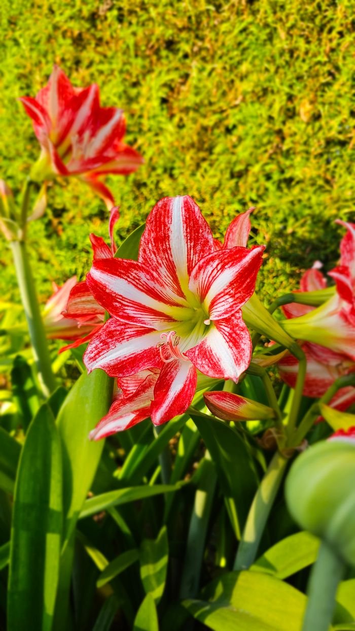 Beautiful red and white striped Amaryllis flowers blooming outdoors in sunlight.