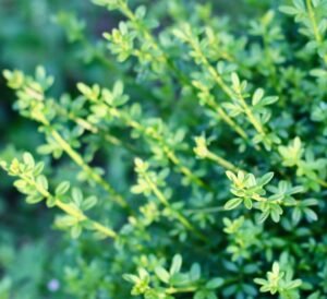 A close-up of vibrant green foliage with lush leaves in a garden setting, symbolizing growth and nature.