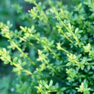 A close-up of vibrant green foliage with lush leaves in a garden setting, symbolizing growth and nature.