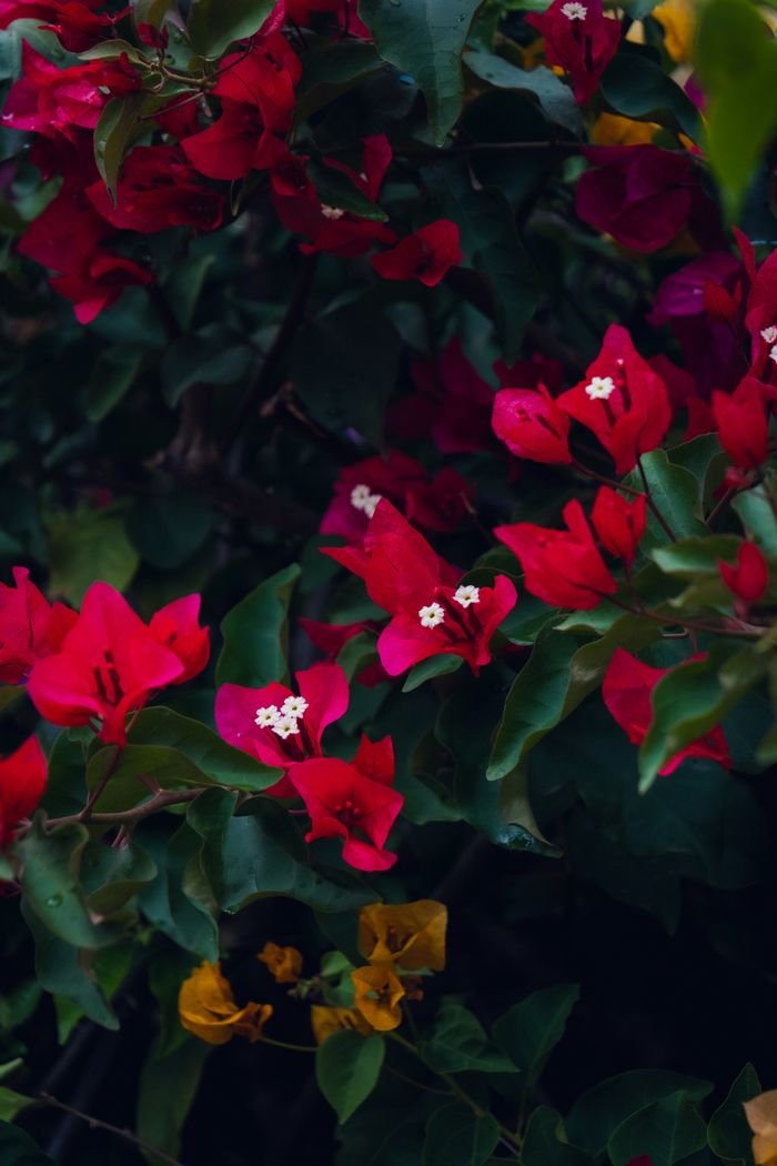 Close-up of blooming bougainvillea with vivid pink and red petals.