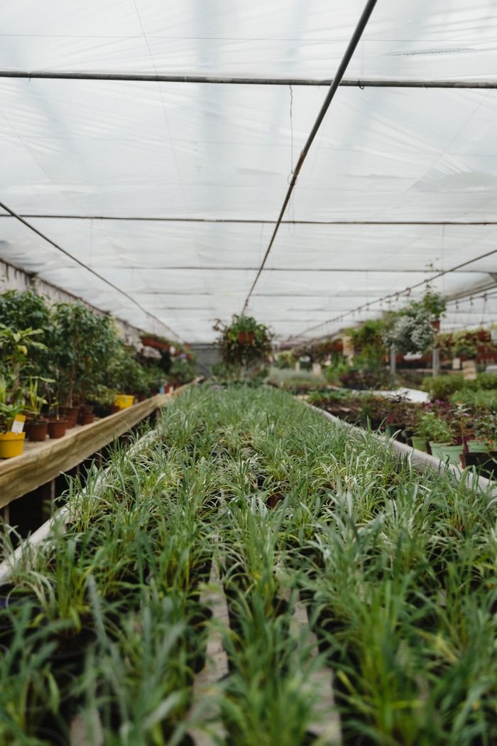 A thriving greenhouse with rows of lush plants and potted foliage under a transparent ceiling.