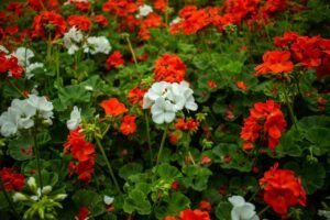 A lush garden of vibrant red and white geraniums flourishing in summer.