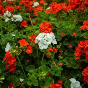 A lush garden of vibrant red and white geraniums flourishing in summer.